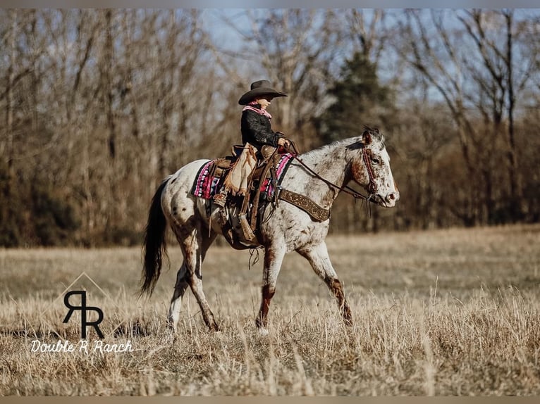 Appaloosa Mare 8 years in Lyles, TN