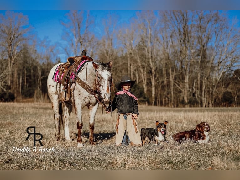 Appaloosa Mare 8 years in Lyles, TN