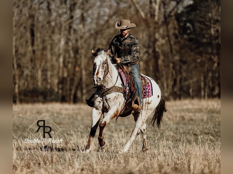 Appaloosa Mare 8 years in Lyles, TN