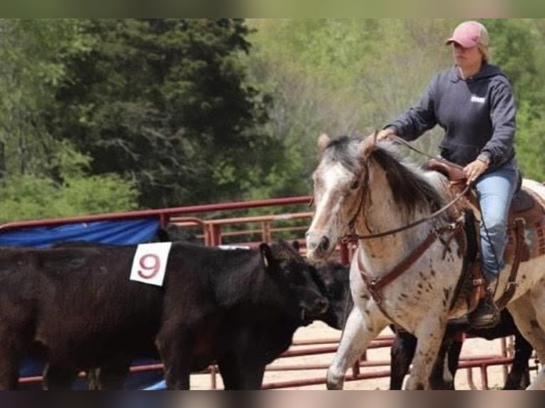 Appaloosa Mare 8 years in Lyles, TN