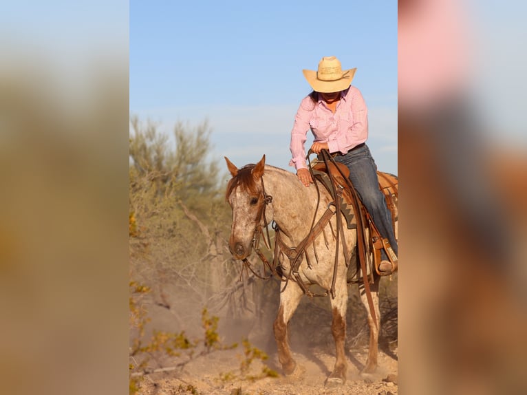 Appaloosa Gelding 8 years Roan-Red in Ryan