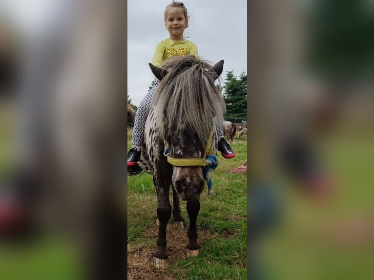Appaloosa Gelding 9 years 10,1 hh Leopard-Piebald in Averbode