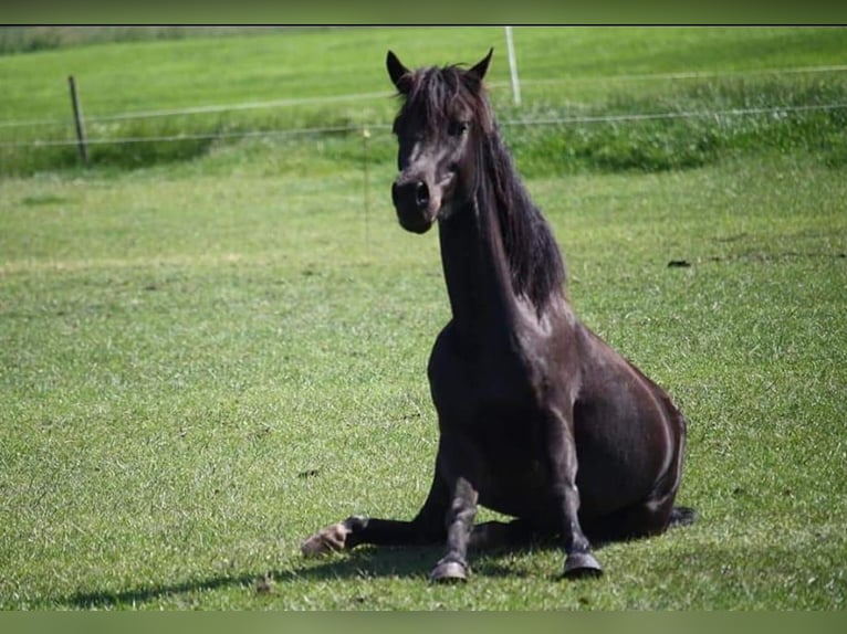 Appaloosa Gelding 9 years 13,3 hh Black in Walchum