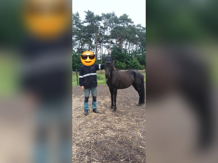 Appaloosa Gelding 9 years 13,3 hh Black in Walchum