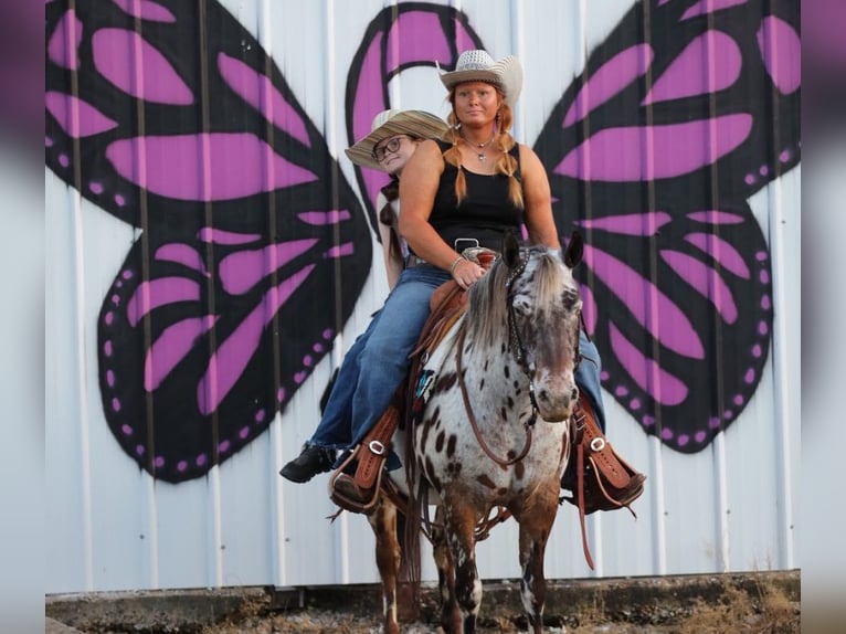 Appaloosa Gelding 9 years 13,1 hh in mt hope Al