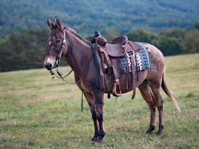 Appaloosa Gelding 9 years 14,1 hh Dun in Everett PA