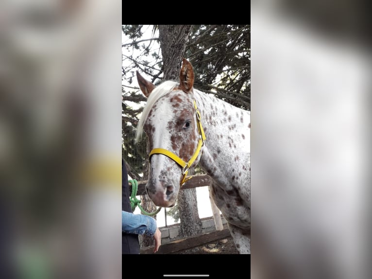 Appaloosa Gelding 9 years 14.2 hh Leopard-Piebald in Paganica Aq