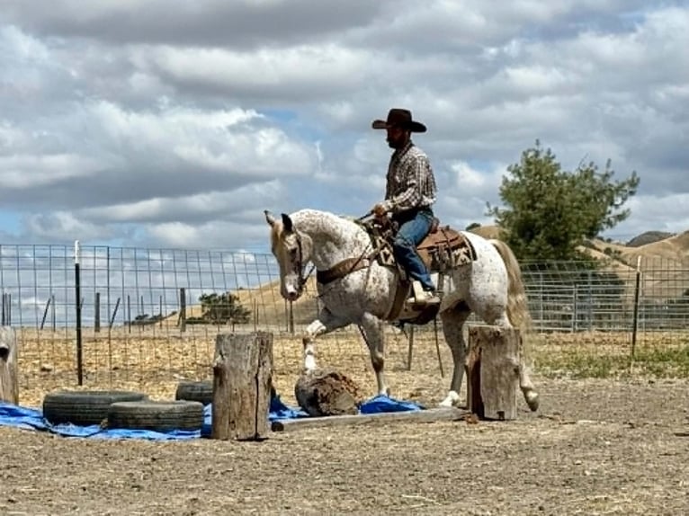 Appaloosa Gelding 9 years 14.2 hh Sorrel in Tres Pinos