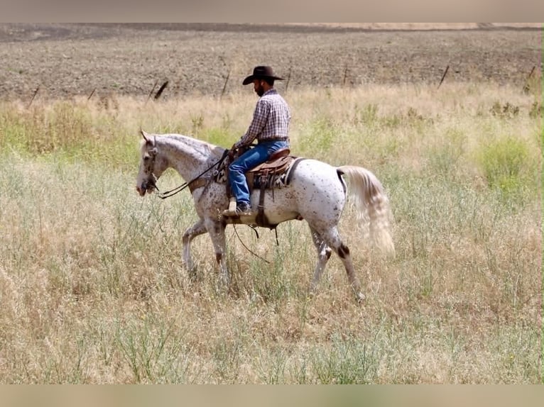 Appaloosa Gelding 9 years 14.2 hh Sorrel in Tres Pinos