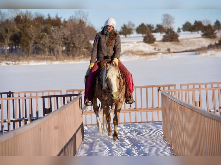 Appaloosa Gelding 9 years 14,3 hh Palomino in Corsica, SD