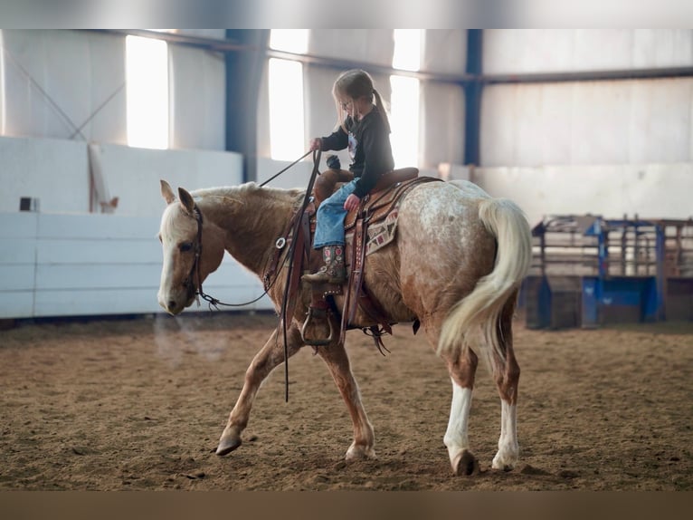 Appaloosa Gelding 9 years 14,3 hh Palomino in Corsica, SD