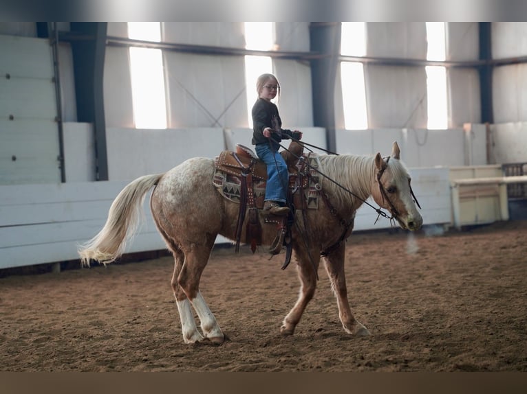 Appaloosa Gelding 9 years 14,3 hh Palomino in Corsica, SD