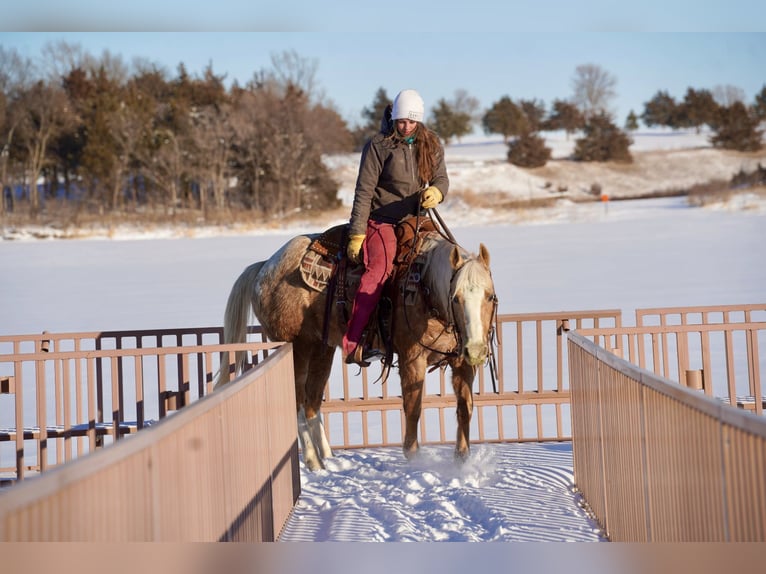 Appaloosa Gelding 9 years 14,3 hh Palomino in Corsica, SD