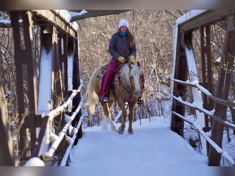 Appaloosa Gelding 9 years 14,3 hh Palomino in Corsica, SD