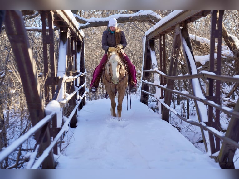 Appaloosa Gelding 9 years 14,3 hh Palomino in Corsica, SD