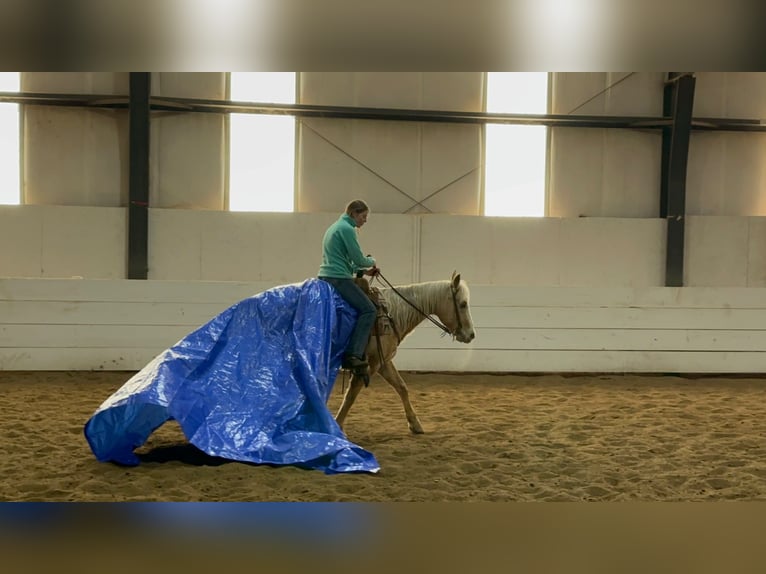 Appaloosa Gelding 9 years 14,3 hh Palomino in Corsica, SD