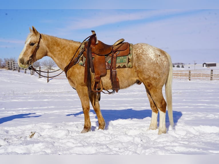 Appaloosa Gelding 9 years 14,3 hh Palomino in Corsica, SD