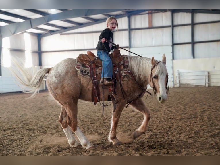 Appaloosa Gelding 9 years 14,3 hh Palomino in Corsica, SD