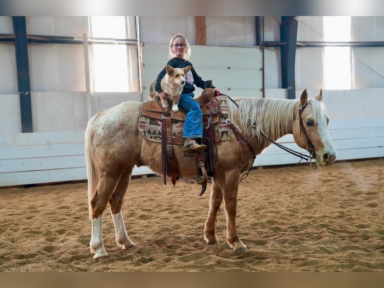 Appaloosa Gelding 9 years 14,3 hh Palomino in Corsica, SD