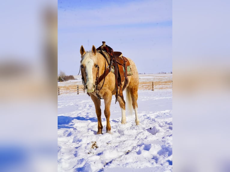 Appaloosa Gelding 9 years 14,3 hh Palomino in Corsica, SD