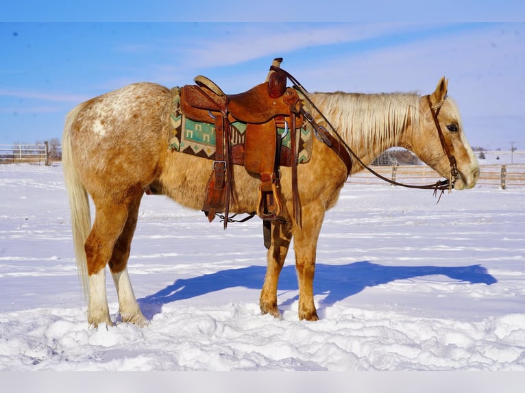 Appaloosa Gelding 9 years 14,3 hh Palomino in Corsica, SD