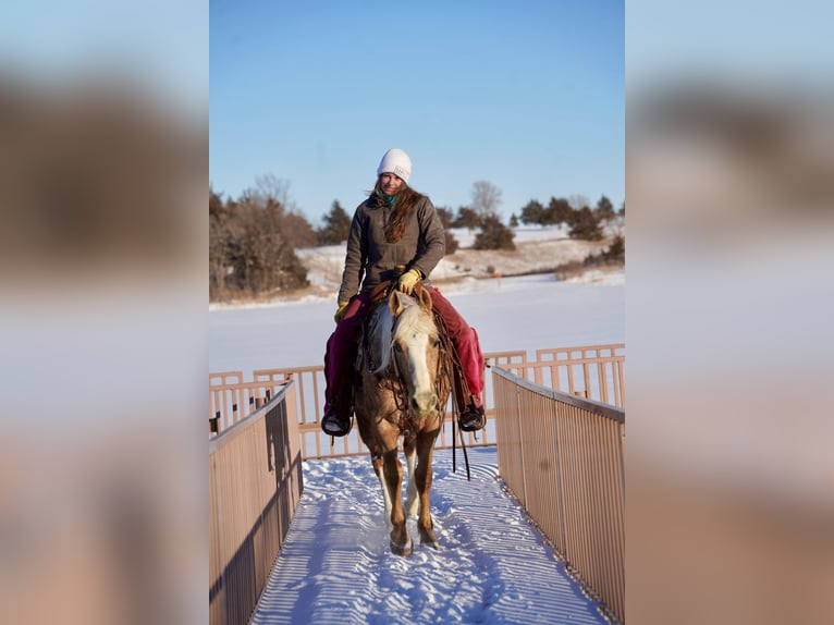 Appaloosa Gelding 9 years 14,3 hh Palomino in Corsica, SD