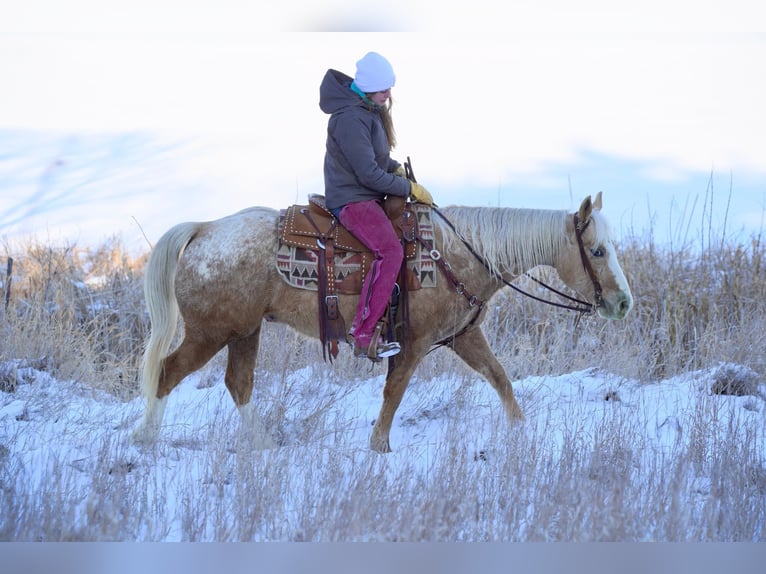 Appaloosa Gelding 9 years 14,3 hh Palomino in Corsica, SD