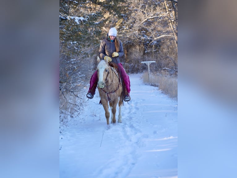 Appaloosa Gelding 9 years 14,3 hh Palomino in Corsica, SD