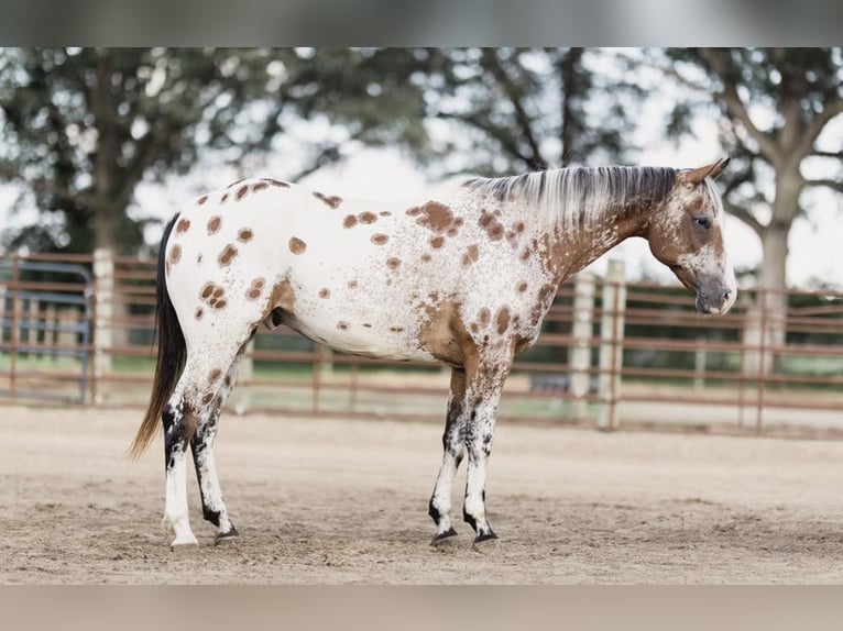 Appaloosa Gelding 9 years 14 hh Bay in North Judson IN