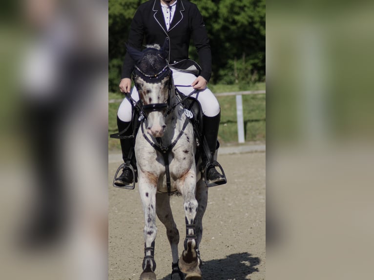 Appaloosa Gelding 9 years 14 hh Leopard-Piebald in Oberlangen