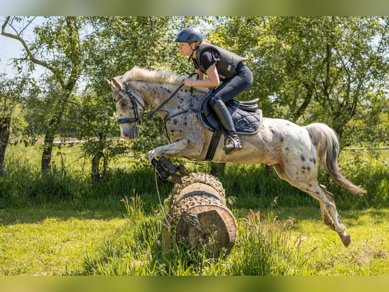 Appaloosa Gelding 9 years 14 hh Leopard-Piebald in Oberlangen