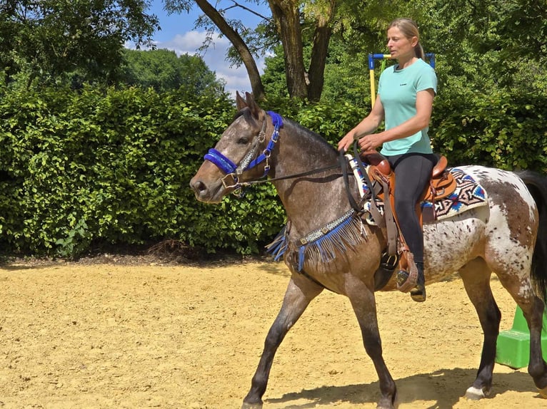 Appaloosa Gelding 9 years 14,3 hh Leopard-Piebald in Linkenbach