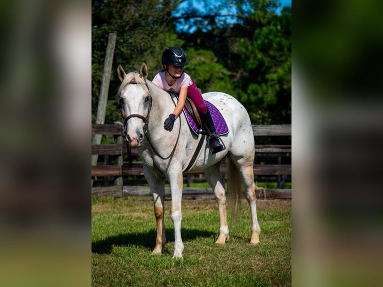 Appaloosa Gelding 9 years 15.1 hh Palomino in Ocala