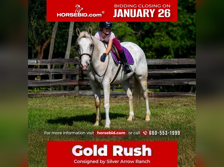 Appaloosa Gelding 9 years 15.1 hh Palomino in Ocala