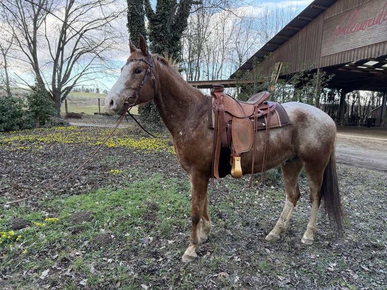 Appaloosa Gelding 9 years 15.2 hh  in Sonnberg