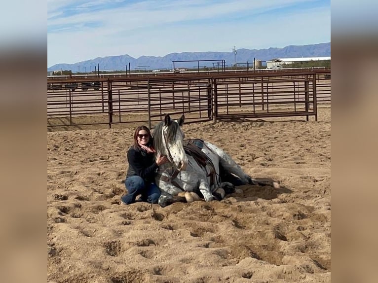 Appaloosa Gelding 9 years 15,2 hh White in Wickenburg AZ