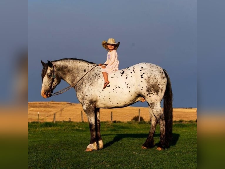 Appaloosa Gelding 9 years 15,2 hh White in Wickenburg AZ