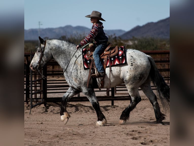 Appaloosa Gelding 9 years 15,2 hh White in Wickenburg AZ