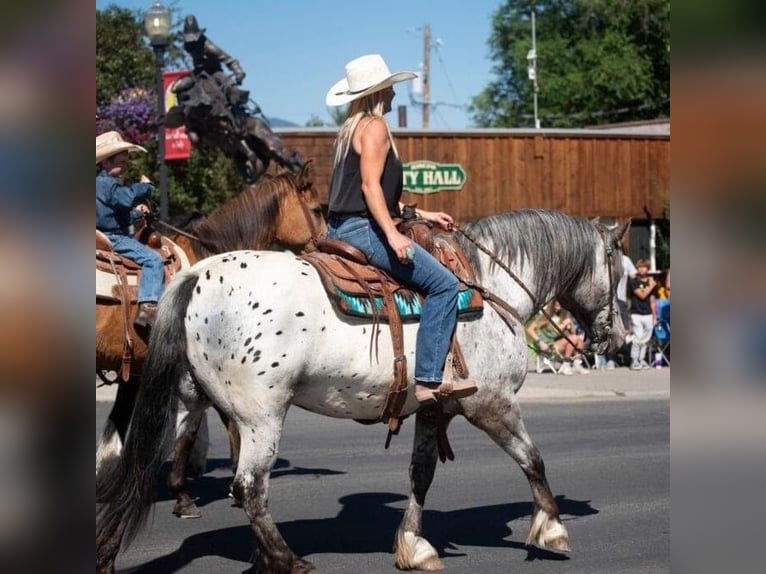 Appaloosa Gelding 9 years 15,2 hh White in Wickenburg AZ