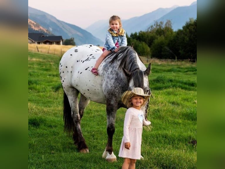 Appaloosa Gelding 9 years 15,2 hh White in Wickenburg AZ