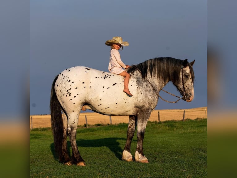 Appaloosa Gelding 9 years 15,2 hh White in Wickenburg AZ