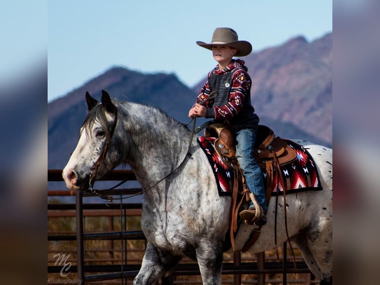 Appaloosa Gelding 9 years 15,2 hh White in Wickenburg AZ