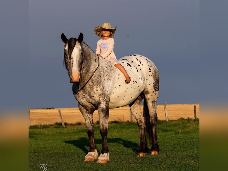 Appaloosa Gelding 9 years 15,2 hh White in Wickenburg AZ