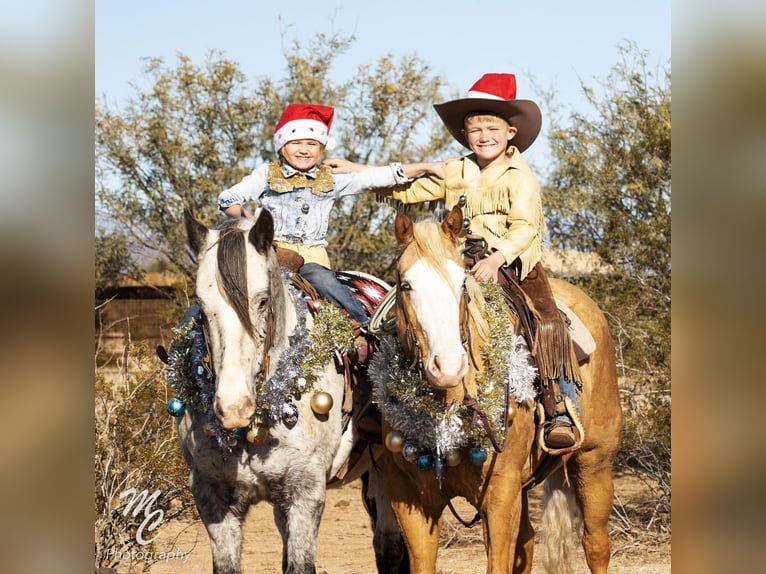 Appaloosa Gelding 9 years 15,2 hh White in Wickenburg AZ