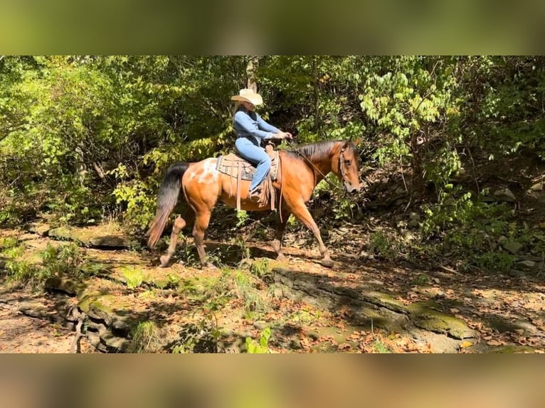 Appaloosa Gelding 9 years 15,3 hh Bay in Versailles, KY