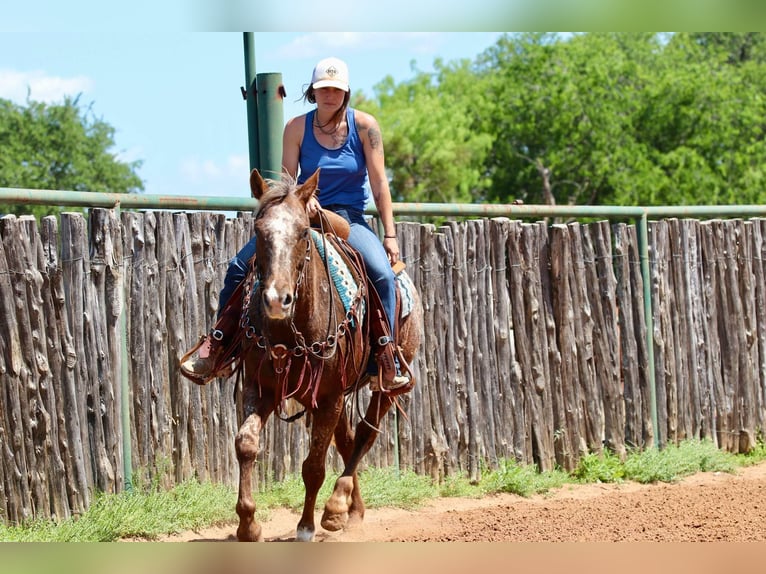 Appaloosa Gelding 9 years 15 hh Chestnut in Lipan TX