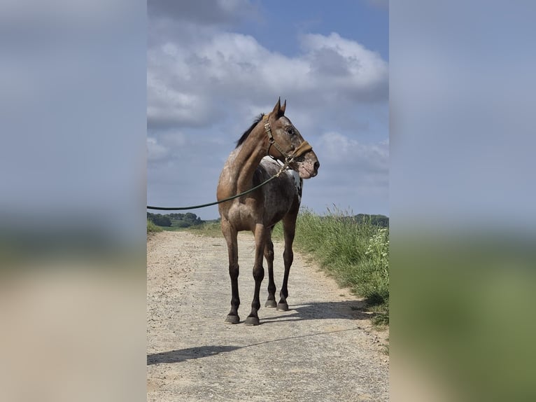 Appaloosa Gelding 9 years 15 hh in Landgraaf