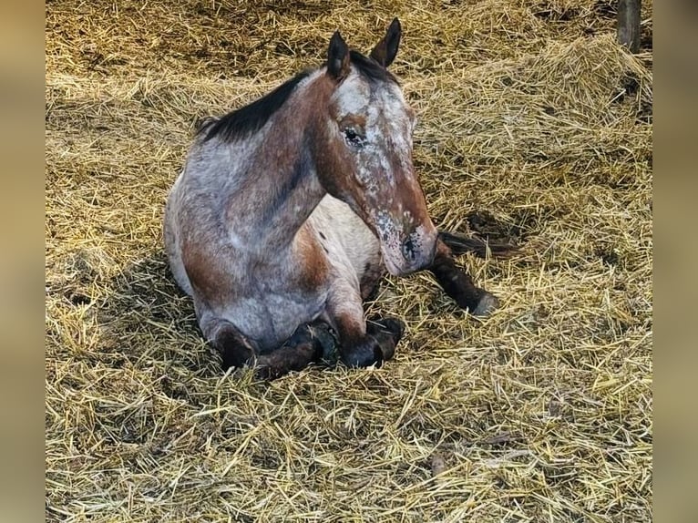 Appaloosa Gelding 9 years 15 hh in Landgraaf