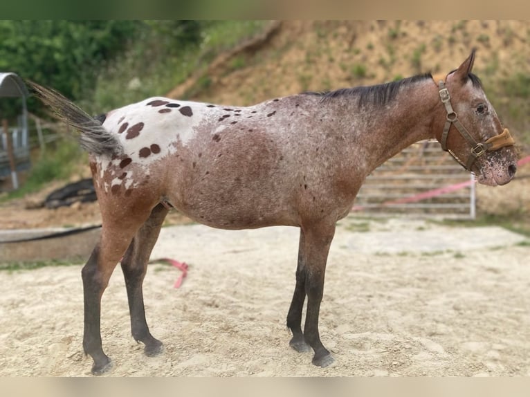 Appaloosa Gelding 9 years 15 hh in Landgraaf