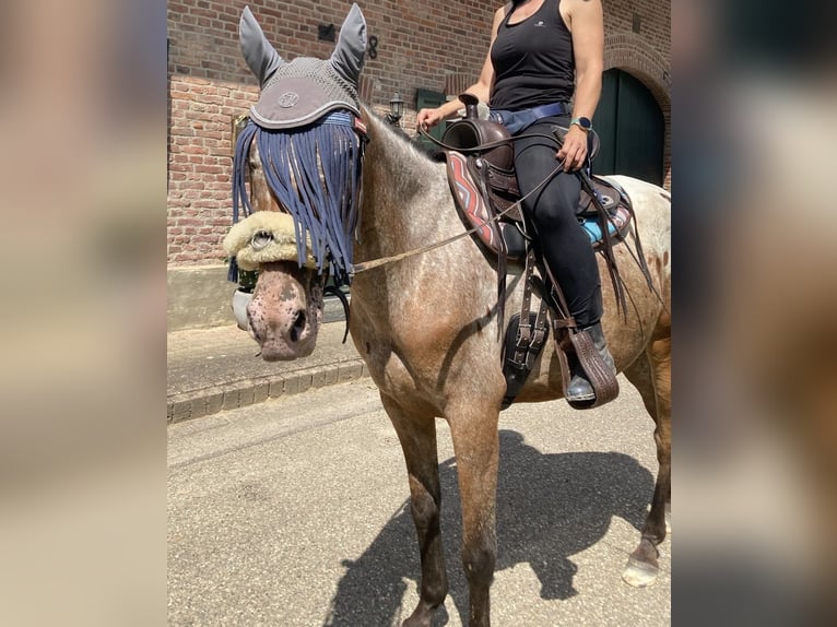 Appaloosa Gelding 9 years 15 hh in Landgraaf